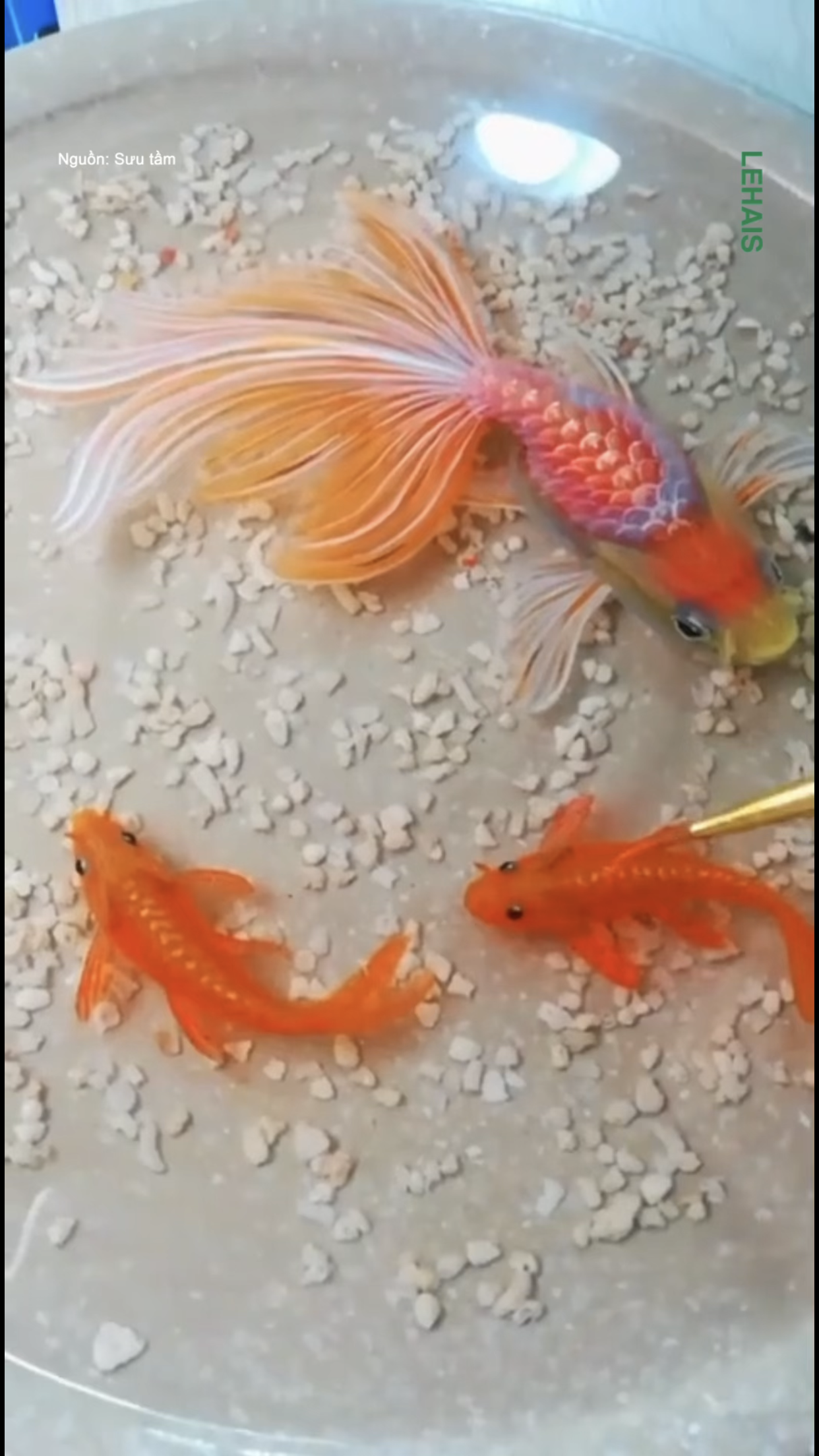 Cá vàng được vẽ 3D như thật